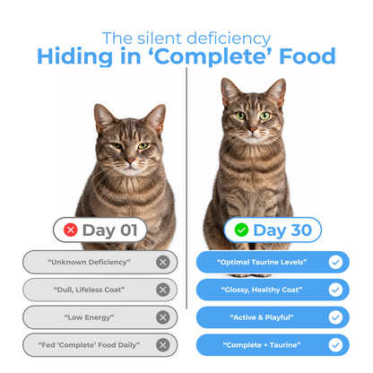KingPet™ | Pure Taurine Powder for Cats